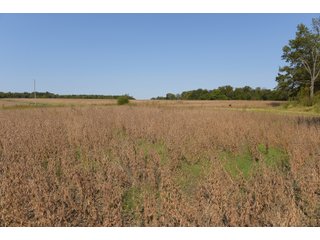 White & Hamilton Counties, Illinois Farmland - ILLINOIS REAL ESTATE AUCTION - 1,720+/- ACRES OFFERED IN 38 TRACTS IN WHITE & HAMILTON COUNTIES, ILLINOIS