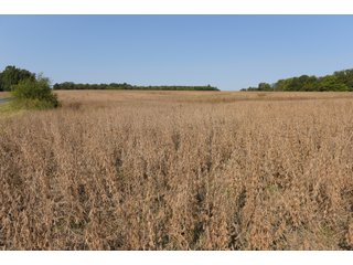 White & Hamilton Counties, Illinois Farmland - ILLINOIS REAL ESTATE AUCTION - 1,720+/- ACRES OFFERED IN 38 TRACTS IN WHITE & HAMILTON COUNTIES, ILLINOIS