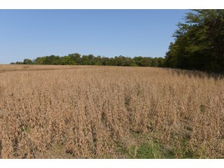 White & Hamilton Counties, Illinois Farmland - ILLINOIS REAL ESTATE AUCTION - 1,720+/- ACRES OFFERED IN 38 TRACTS IN WHITE & HAMILTON COUNTIES, ILLINOIS