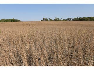 White & Hamilton Counties, Illinois Farmland - ILLINOIS REAL ESTATE AUCTION - 1,720+/- ACRES OFFERED IN 38 TRACTS IN WHITE & HAMILTON COUNTIES, ILLINOIS