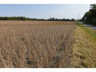 White & Hamilton Counties, Illinois Farmland - ILLINOIS REAL ESTATE AUCTION - 1,720+/- ACRES OFFERED IN 38 TRACTS IN WHITE & HAMILTON COUNTIES, ILLINOIS