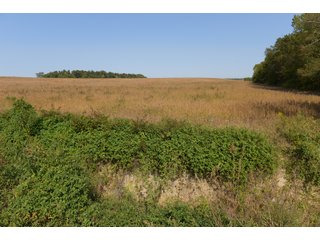 White & Hamilton Counties, Illinois Farmland - ILLINOIS REAL ESTATE AUCTION - 1,720+/- ACRES OFFERED IN 38 TRACTS IN WHITE & HAMILTON COUNTIES, ILLINOIS