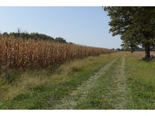 White & Hamilton Counties, Illinois Farmland - ILLINOIS REAL ESTATE AUCTION - 1,720+/- ACRES OFFERED IN 38 TRACTS IN WHITE & HAMILTON COUNTIES, ILLINOIS
