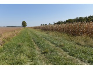 White & Hamilton Counties, Illinois Farmland - ILLINOIS REAL ESTATE AUCTION - 1,720+/- ACRES OFFERED IN 38 TRACTS IN WHITE & HAMILTON COUNTIES, ILLINOIS