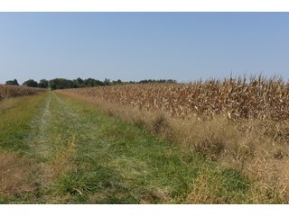 White & Hamilton Counties, Illinois Farmland - ILLINOIS REAL ESTATE AUCTION - 1,720+/- ACRES OFFERED IN 38 TRACTS IN WHITE & HAMILTON COUNTIES, ILLINOIS