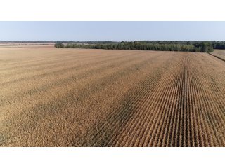 White & Hamilton Counties, Illinois Farmland - ILLINOIS REAL ESTATE AUCTION - 1,720+/- ACRES OFFERED IN 38 TRACTS IN WHITE & HAMILTON COUNTIES, ILLINOIS