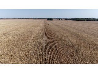 White & Hamilton Counties, Illinois Farmland - ILLINOIS REAL ESTATE AUCTION - 1,720+/- ACRES OFFERED IN 38 TRACTS IN WHITE & HAMILTON COUNTIES, ILLINOIS