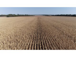 White & Hamilton Counties, Illinois Farmland - ILLINOIS REAL ESTATE AUCTION - 1,720+/- ACRES OFFERED IN 38 TRACTS IN WHITE & HAMILTON COUNTIES, ILLINOIS