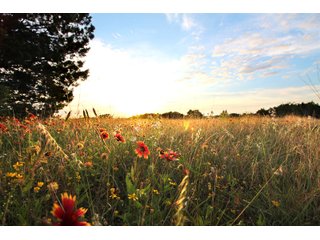 Bell County, Texas Farmland - SEALED BID AUCTION DEVELOPMENT LAND BUYER OPPORTUNITY - 39+/- ACRES OFFERED IN 7 TRACTS IN KILLEEN, TEXAS