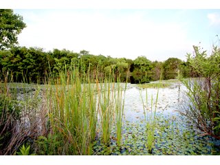 Bell County, Texas Farmland - SEALED BID AUCTION DEVELOPMENT LAND BUYER OPPORTUNITY - 39+/- ACRES OFFERED IN 7 TRACTS IN KILLEEN, TEXAS