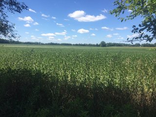 Kalamazoo County, Michigan Farmland - VIRTUAL LAND AUCTION - 275+/- ACRES OFFERED IN 6 TRACTS OR COMBINATIONS IN KALAMAZOO COUNTY, MICHIGAN