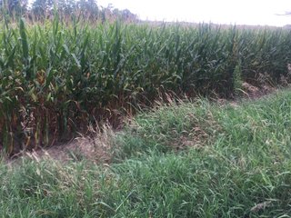 Kalamazoo County, Michigan Farmland - VIRTUAL LAND AUCTION - 275+/- ACRES OFFERED IN 6 TRACTS OR COMBINATIONS IN KALAMAZOO COUNTY, MICHIGAN