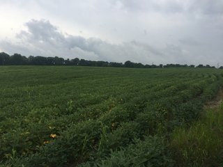 Kalamazoo County, Michigan Farmland - VIRTUAL LAND AUCTION - 275+/- ACRES OFFERED IN 6 TRACTS OR COMBINATIONS IN KALAMAZOO COUNTY, MICHIGAN