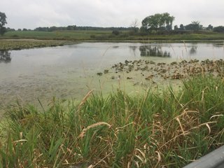 Kalamazoo County, Michigan Farmland - VIRTUAL LAND AUCTION - 275+/- ACRES OFFERED IN 6 TRACTS OR COMBINATIONS IN KALAMAZOO COUNTY, MICHIGAN