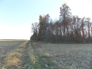 Allen County, Indiana Farmland - LAND AUCTION - 115+/- ACRES OFFERED IN 2 TRACTS IN ALLEN COUNTY, INDIANA