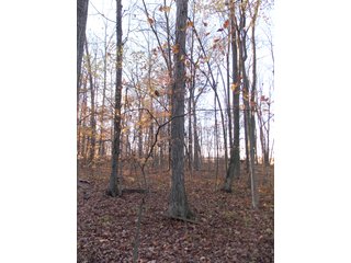 Allen County, Indiana Woods - LAND AUCTION - 115+/- ACRES OFFERED IN 2 TRACTS IN ALLEN COUNTY, INDIANA