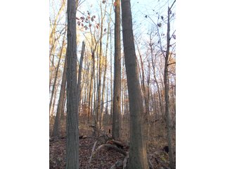 Allen County, Indiana Woods - LAND AUCTION - 115+/- ACRES OFFERED IN 2 TRACTS IN ALLEN COUNTY, INDIANA