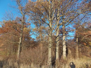 Allen County, Indiana Woods - LAND AUCTION - 115+/- ACRES OFFERED IN 2 TRACTS IN ALLEN COUNTY, INDIANA