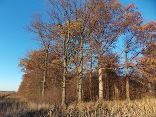 Allen County, Indiana Woods - LAND AUCTION - 115+/- ACRES OFFERED IN 2 TRACTS IN ALLEN COUNTY, INDIANA