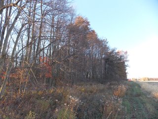 Allen County, Indiana Woods - LAND AUCTION - 115+/- ACRES OFFERED IN 2 TRACTS IN ALLEN COUNTY, INDIANA