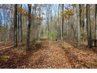 Woods in Kosciusko County, Indiana - ONLINE ONLY - REAL ESTATE AUCTION - 2 TRACTS IN KOSCIUSKO COUNTY, INDIANA