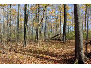 Woods in Kosciusko County, Indiana - ONLINE ONLY - REAL ESTATE AUCTION - 2 TRACTS IN KOSCIUSKO COUNTY, INDIANA