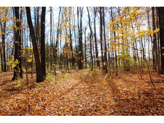Woods in Kosciusko County, Indiana - ONLINE ONLY - REAL ESTATE AUCTION - 2 TRACTS IN KOSCIUSKO COUNTY, INDIANA