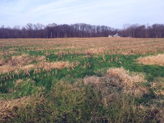 Kalamazoo County, Michigan Farmland - VIRTUAL REAL ESTATE & PERSONAL PROPERTY AUCTIONS - 69+/- ACRES IN 2 TRACTS IN KALAMAZOO COUNTY, MICHIGAN