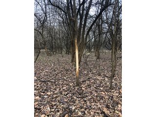 Tract 10 - Labette County, Kansas farmland - LAND AUCTION - 1,061+/- ACRES OFFERED IN 15 TRACTS IN MONTGOMERY & LABETTE COUNTIES, KANSAS