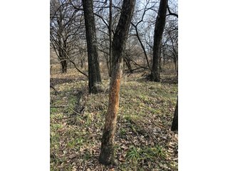 Tract 11 - Labette County, Kansas farmland - LAND AUCTION - 1,061+/- ACRES OFFERED IN 15 TRACTS IN MONTGOMERY & LABETTE COUNTIES, KANSAS
