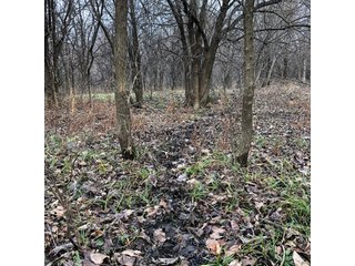 Tract 12 - Labette County, Kansas Woods - LAND AUCTION - 1,061+/- ACRES OFFERED IN 15 TRACTS IN MONTGOMERY & LABETTE COUNTIES, KANSAS