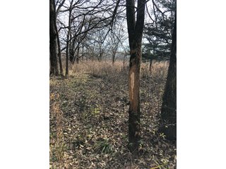 Tract 12 - Labette County, Kansas Woods - LAND AUCTION - 1,061+/- ACRES OFFERED IN 15 TRACTS IN MONTGOMERY & LABETTE COUNTIES, KANSAS