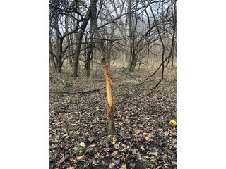 Tract 14 - Labette County, Kansas farmland - LAND AUCTION - 1,061+/- ACRES OFFERED IN 15 TRACTS IN MONTGOMERY & LABETTE COUNTIES, KANSAS
