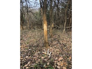 Tract 13 - Labette County, Kansas Woods - LAND AUCTION - 1,061+/- ACRES OFFERED IN 15 TRACTS IN MONTGOMERY & LABETTE COUNTIES, KANSAS