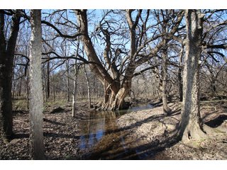 Tract 13 - Labette County, Kansas Woods - LAND AUCTION - 1,061+/- ACRES OFFERED IN 15 TRACTS IN MONTGOMERY & LABETTE COUNTIES, KANSAS