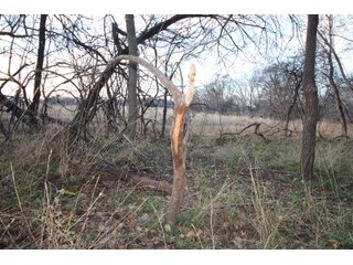 Tract 3 - Montgomery County, Kansas Farmland - LAND AUCTION - 1,061+/- ACRES OFFERED IN 15 TRACTS IN MONTGOMERY & LABETTE COUNTIES, KANSAS