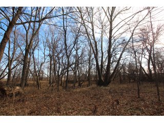 Tract 7 - Montgomery County, Kansas Woods - LAND AUCTION - 1,061+/- ACRES OFFERED IN 15 TRACTS IN MONTGOMERY & LABETTE COUNTIES, KANSAS