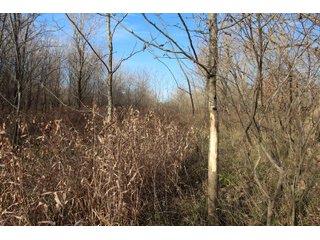 Tract 7 - Montgomery County, Kansas Woods - LAND AUCTION - 1,061+/- ACRES OFFERED IN 15 TRACTS IN MONTGOMERY & LABETTE COUNTIES, KANSAS