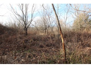Tract 7 - Montgomery County, Kansas Woods - LAND AUCTION - 1,061+/- ACRES OFFERED IN 15 TRACTS IN MONTGOMERY & LABETTE COUNTIES, KANSAS