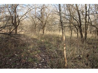 Tract 7 - Montgomery County, Kansas Woods - LAND AUCTION - 1,061+/- ACRES OFFERED IN 15 TRACTS IN MONTGOMERY & LABETTE COUNTIES, KANSAS