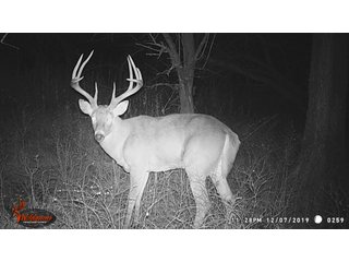 Buck on Tract 12 in Labette County, Kansas - LAND AUCTION - 1,061+/- ACRES OFFERED IN 15 TRACTS IN MONTGOMERY & LABETTE COUNTIES, KANSAS