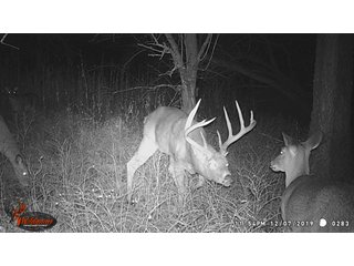Buck and Doe on Tract 12 in Labette County, Kansas - LAND AUCTION - 1,061+/- ACRES OFFERED IN 15 TRACTS IN MONTGOMERY & LABETTE COUNTIES, KANSAS