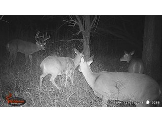 Buck and 3 Doe on Tract 12 in Labette County, Kansas - LAND AUCTION - 1,061+/- ACRES OFFERED IN 15 TRACTS IN MONTGOMERY & LABETTE COUNTIES, KANSAS