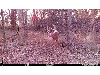 Buck on Tract 13 in Labette County, Kansas - LAND AUCTION - 1,061+/- ACRES OFFERED IN 15 TRACTS IN MONTGOMERY & LABETTE COUNTIES, KANSAS