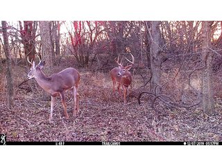 2 Buck on Tract 13 in Labette County, Kansas - LAND AUCTION - 1,061+/- ACRES OFFERED IN 15 TRACTS IN MONTGOMERY & LABETTE COUNTIES, KANSAS