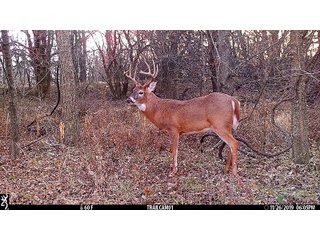 Tract 13 -  in Labette County, Kansas Buck - LAND AUCTION - 1,061+/- ACRES OFFERED IN 15 TRACTS IN MONTGOMERY & LABETTE COUNTIES, KANSAS