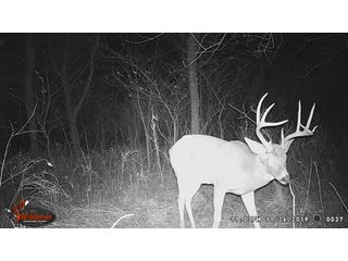Tract 7 -  in Montgomery County, Kansas Buck - LAND AUCTION - 1,061+/- ACRES OFFERED IN 15 TRACTS IN MONTGOMERY & LABETTE COUNTIES, KANSAS