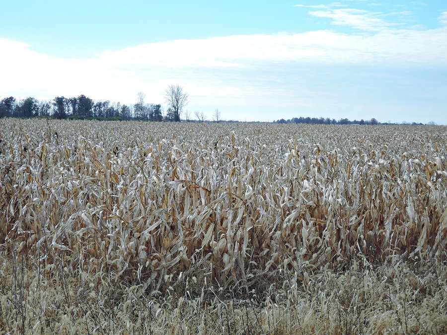 LAND AUCTION - 63+/- ACRES OFFERED IN 3 TRACTS OR COMBINATIONS IN RANDOLPH COUNTY, INDIANA