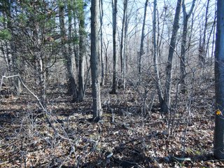 Property photo 7 - LAND AUCTION - 63+/- ACRES OFFERED IN 3 TRACTS OR COMBINATIONS IN RANDOLPH COUNTY, INDIANA