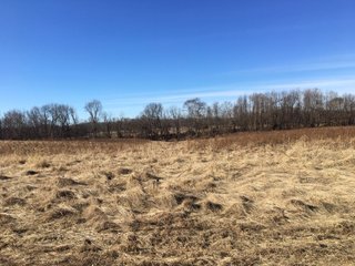 Gibson & Pike Counties, Indiana Farmland - AUCTION IS CANCELED!!
ABSOLUTE LAND AUCTION WITHOUT RESERVE - 204+/- ACRES OFFERED IN 7 TRACTS IN GIBSON & PIKE COUNTIES, INDIANA